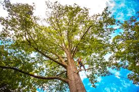 Best Tree Disease Treatment  in Upland, CA