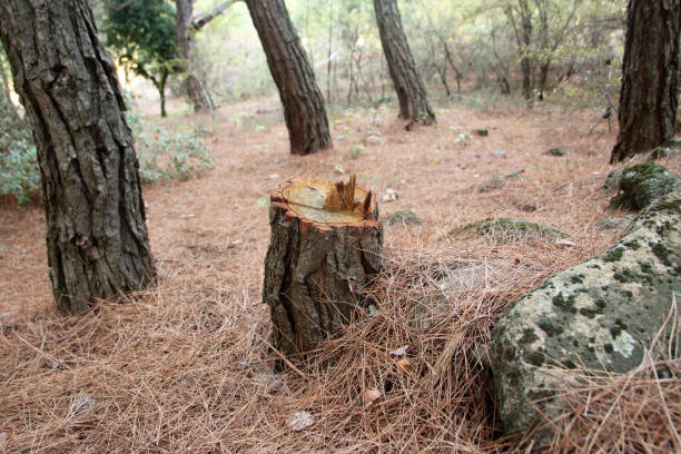 How Our Tree Care Process Works  in  Upland, CA