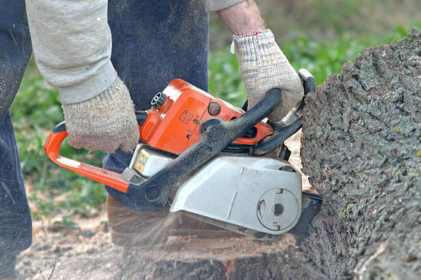 Best Hazardous Tree Removal  in Upland, CA