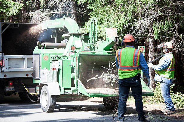 Best Tree Mulching  in Upland, CA