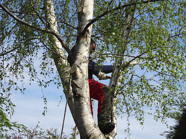 Best Firewood Processing and Delivery  in Upland, CA